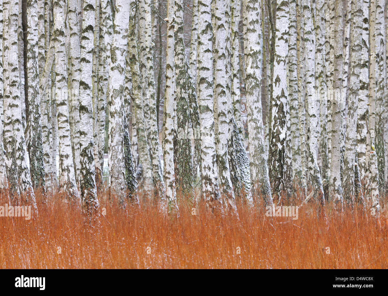 Foresta di argento di betulle in una fila, Gunnebo, Mólndal, Svezia, Europa Foto Stock