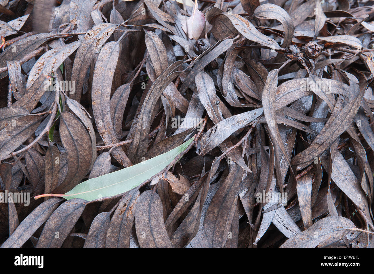 Gomma blu (Eucalyptus globulus) rami con foglie a sinistra dopo il raccolto Foia Algarve Portogallo Penisola Iberica Europa Foto Stock