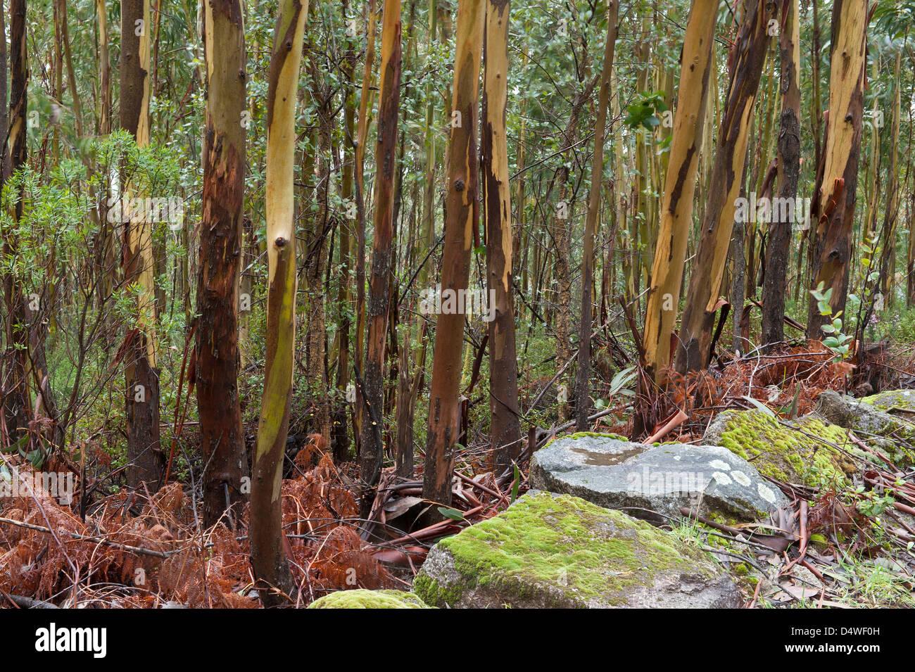 Gomma blu (Eucalyptus globulus) specie introdotte plantation Foia Algarve Portogallo Penisola Iberica Europa inizio marzo 2013 Foto Stock