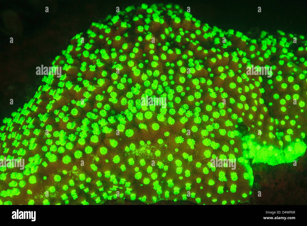 La fluorescenza sulla barriera corallina Foto Stock