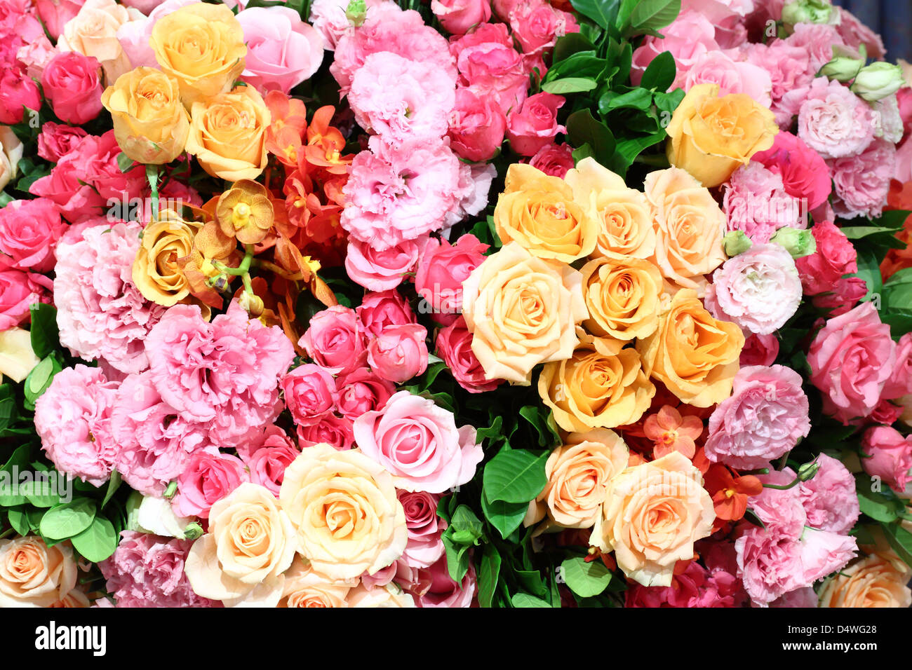 Bella varietà di fiori di colore sfondo Foto Stock