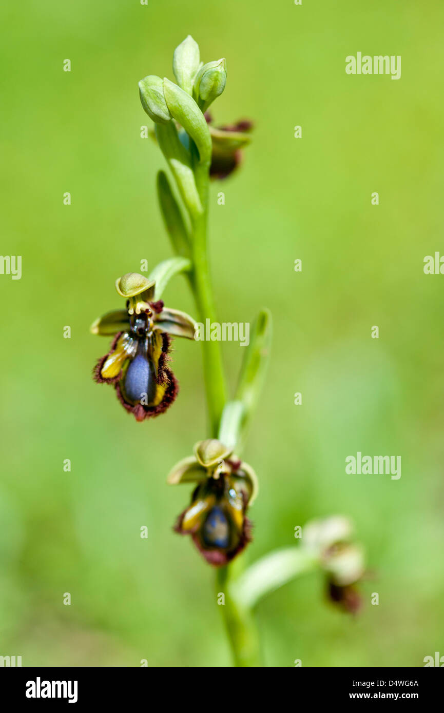Specchio (orchidee Ophrys speculum) fiori vicino a Benagil costa atlantica Algarve Portogallo Europa inizio marzo 2013 Foto Stock