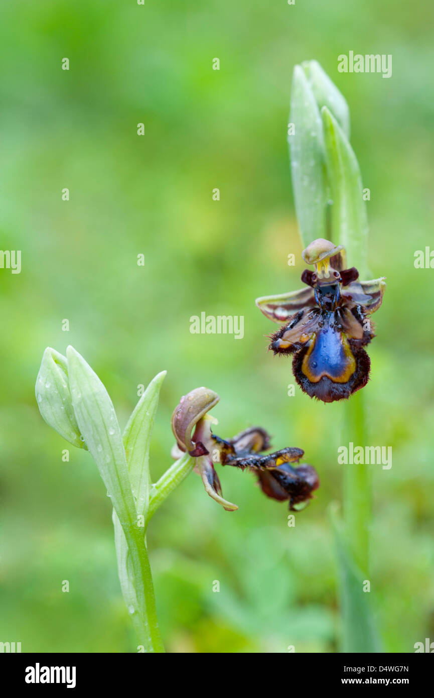 Specchio (orchidee Ophrys speculum) fiori vicino a Benagil Algarve Portogallo Europa inizio marzo 2013 Foto Stock