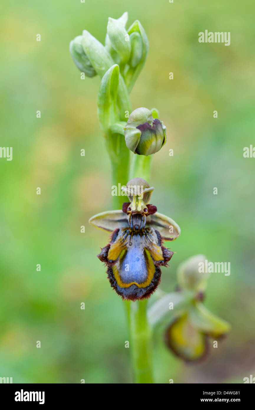 Specchio (orchidee Ophrys speculum) fiori vicino a Benagil Algarve Portogallo Europa inizio marzo 2013 Foto Stock