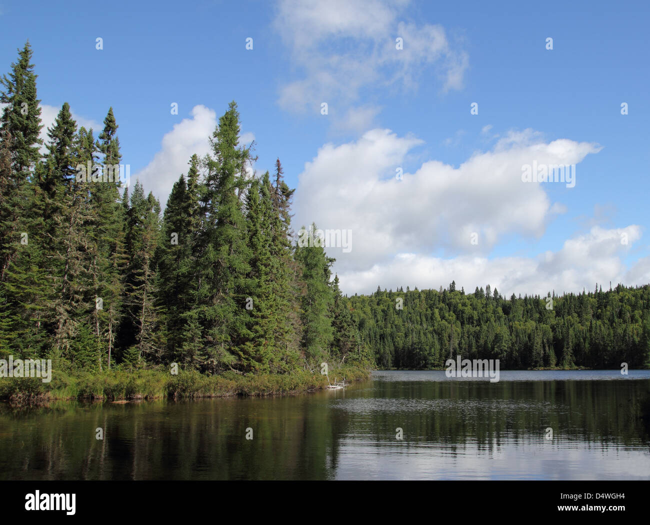 Lago della foresta Foto Stock