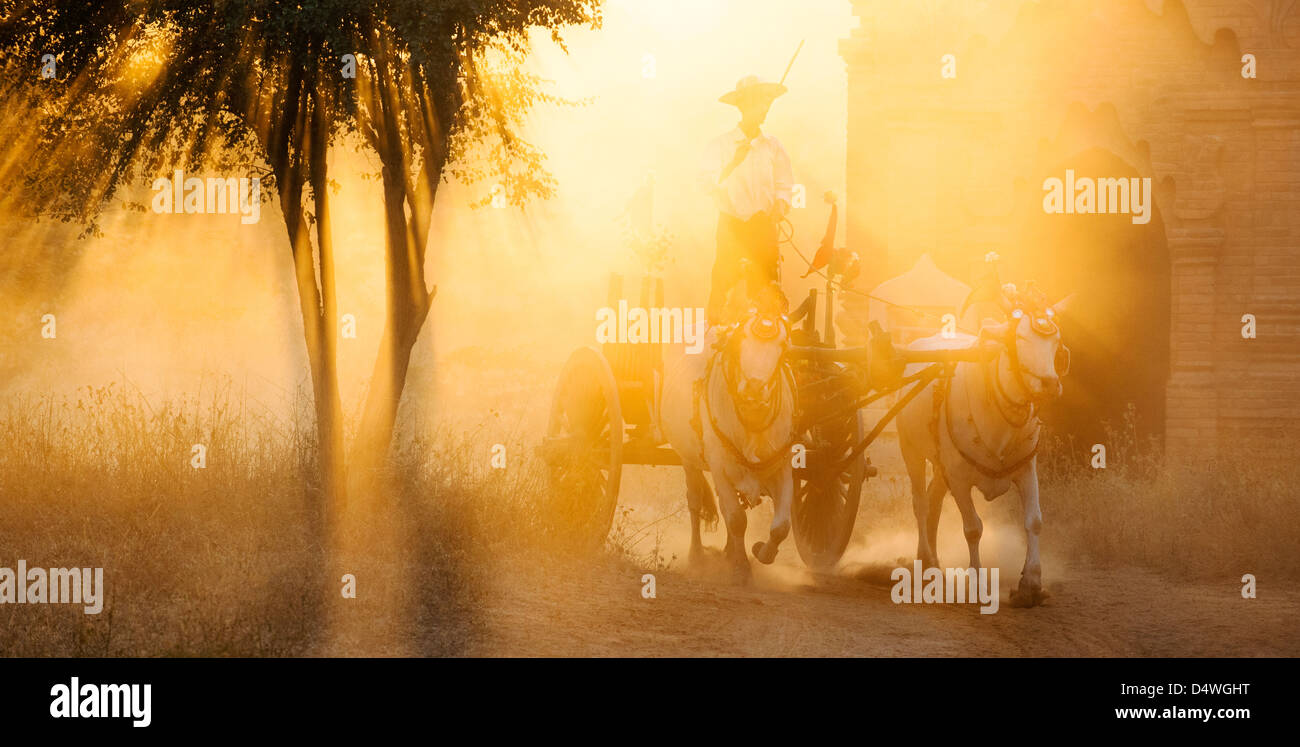 Buoi carrello nella polvere durante il tramonto, Bagan, Mandalay Birmania (Myanmar) Foto Stock