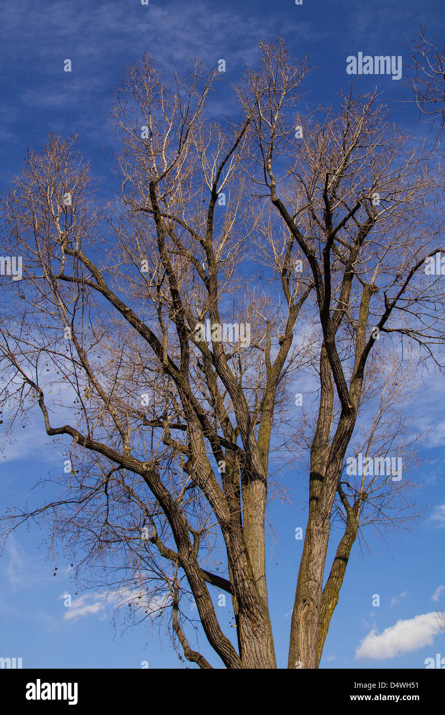 albero di inverno Foto Stock