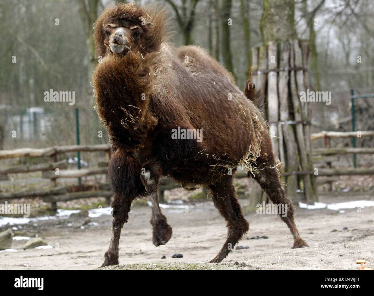 Il cammello Bactrian corre attraverso il suo involucro allo zoo di Gelsenkirchen, Germania, 13 marzo 2013. Lo zoo si sta preparando per la prossima stagione spraing sperando per il buon tempo per attarct visitatori. Foto: Roland Weihrauch Foto Stock