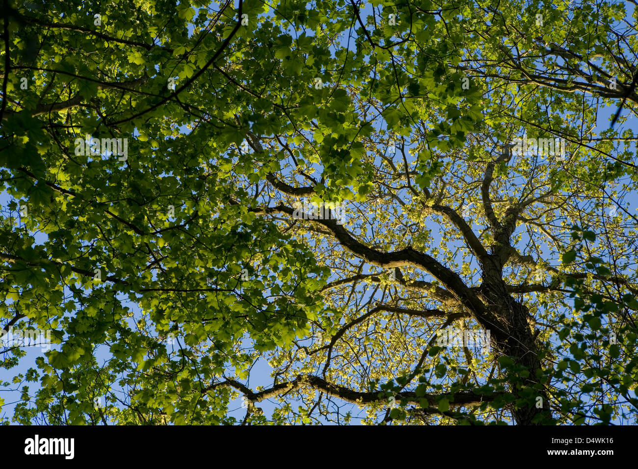 Alberi a molla modello astratto Foto Stock