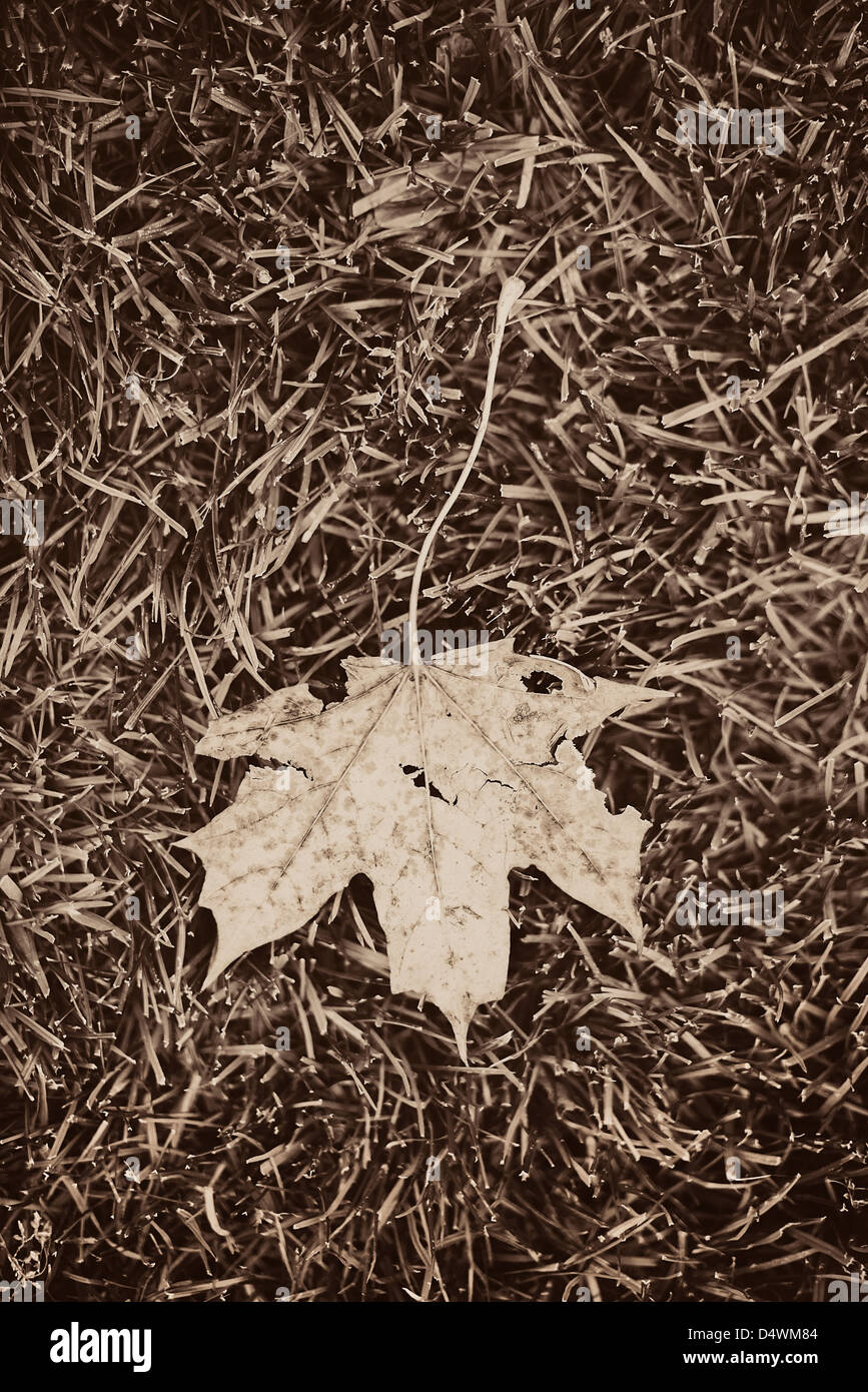 Caduta maple leaf sdraiati sull'erba Foto Stock