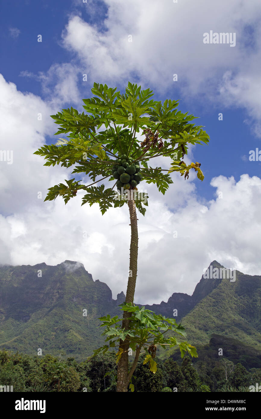 albero di papaia Foto Stock