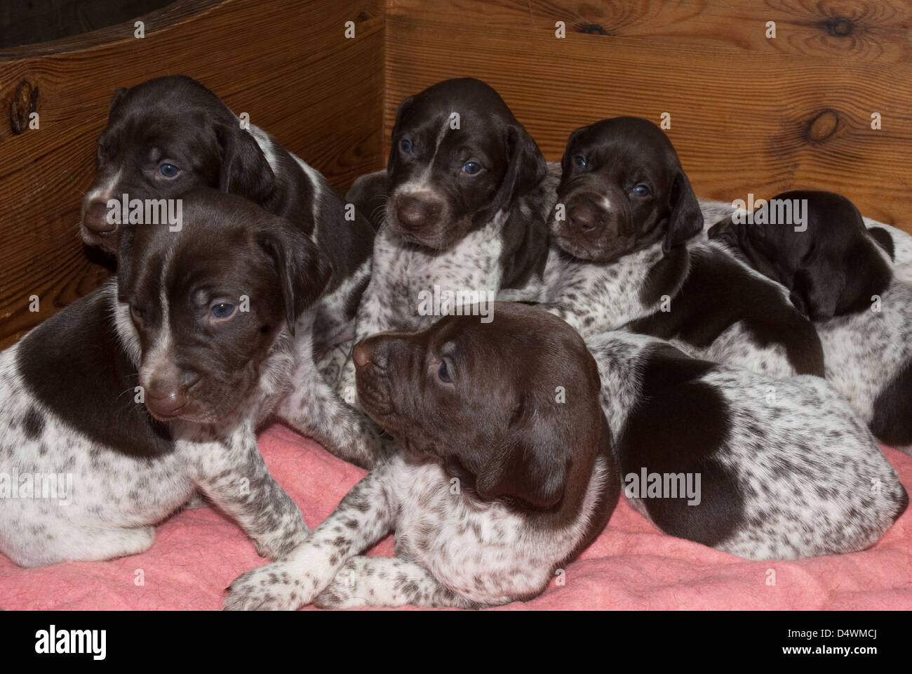 Cucciolata di giovane tedesco a pelo corto cuccioli di puntatore Foto Stock