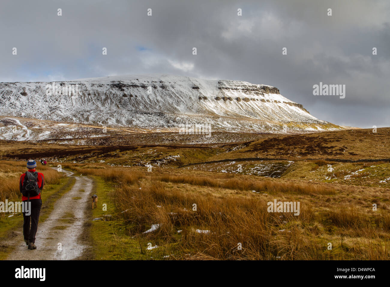 Inverno walker la voce di Pen-y-Ghent, uno di Yorkshire 3 picchi, North Yorkshire Foto Stock