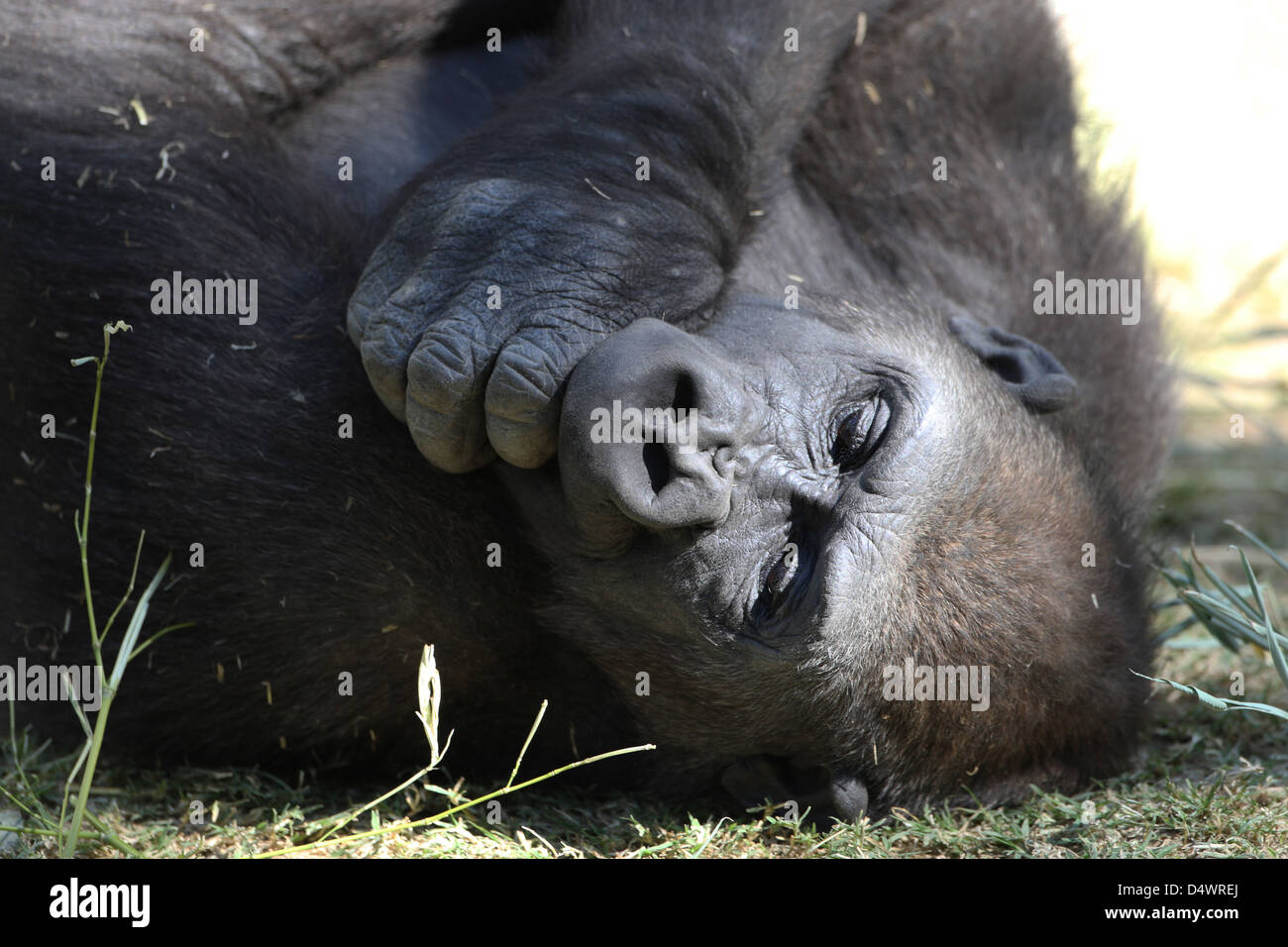 Western pianura gorilla Foto Stock