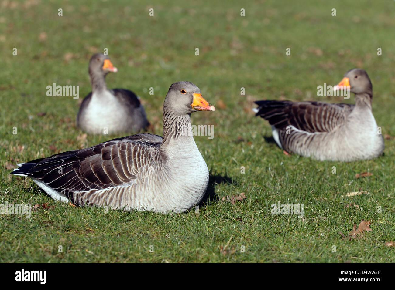 Gylag oche, anser anser, siedono sull'erba, Clyde Muirshiel Regional Park, Lochwinnoch, Renfrewshire, Scozia, Regno Unito, Foto Stock