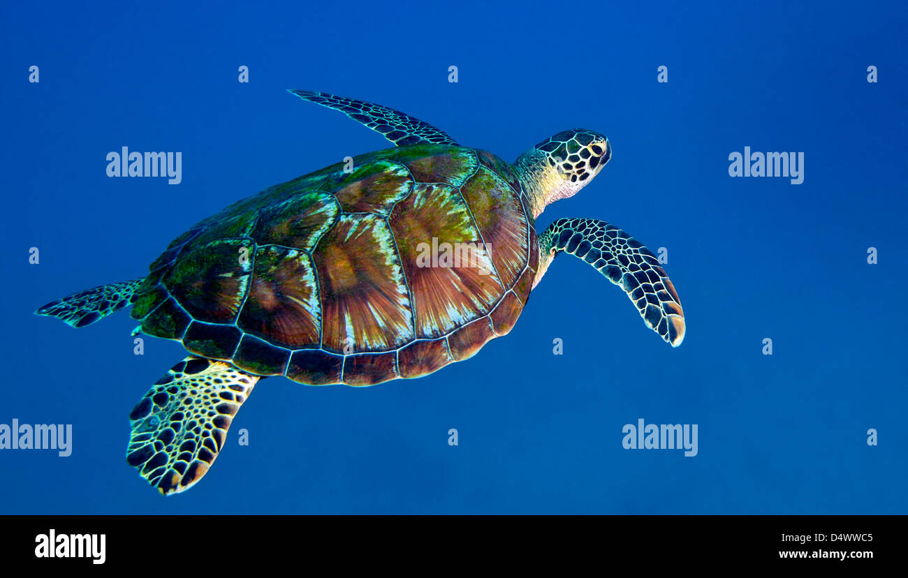 Un Nero tartaruga di mare al largo delle Isole Figi. Foto Stock