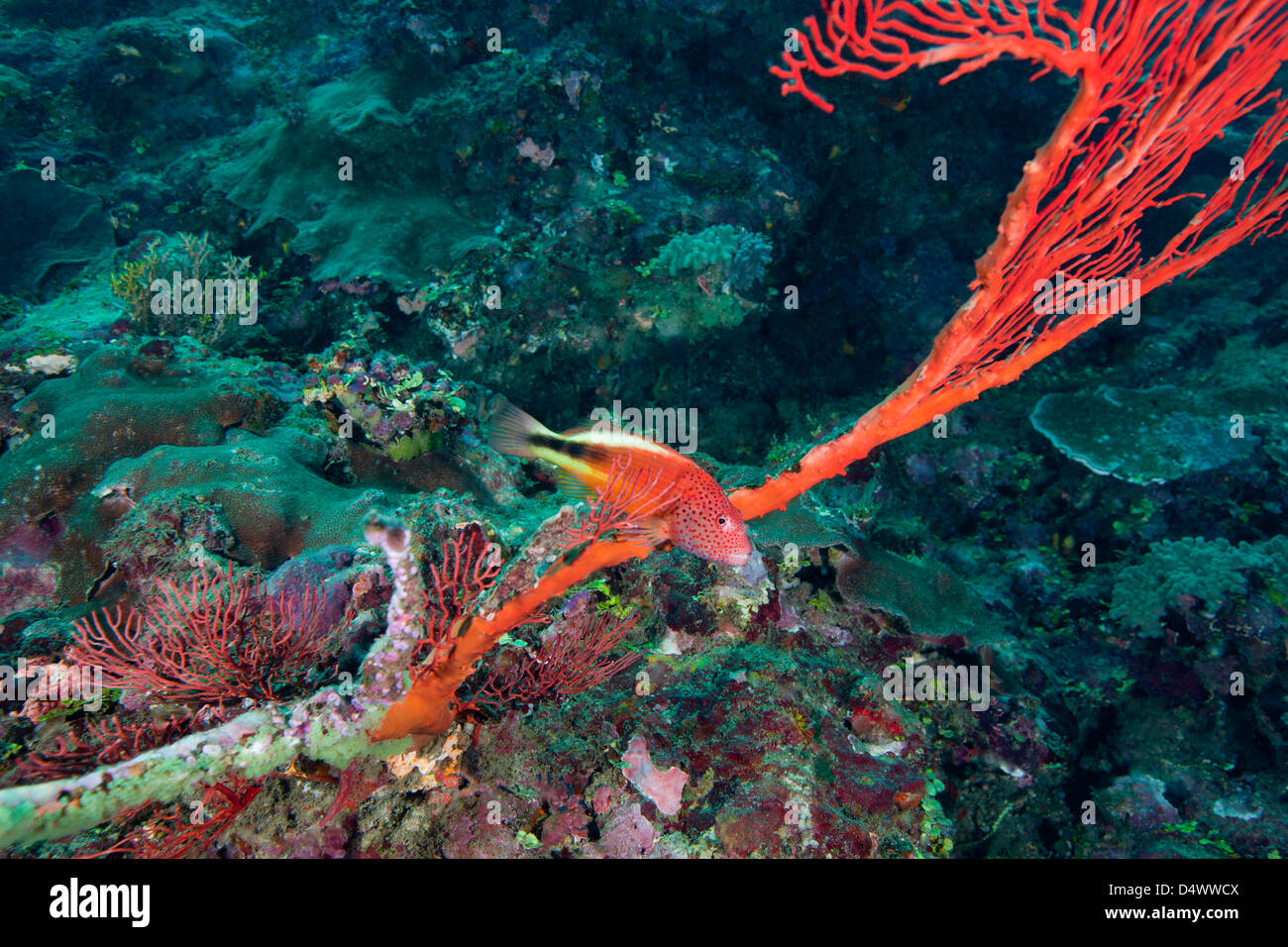 Un Blackside Hawkfish nuota su red tentacoli di un ventilatore di mare, Fiji. Foto Stock