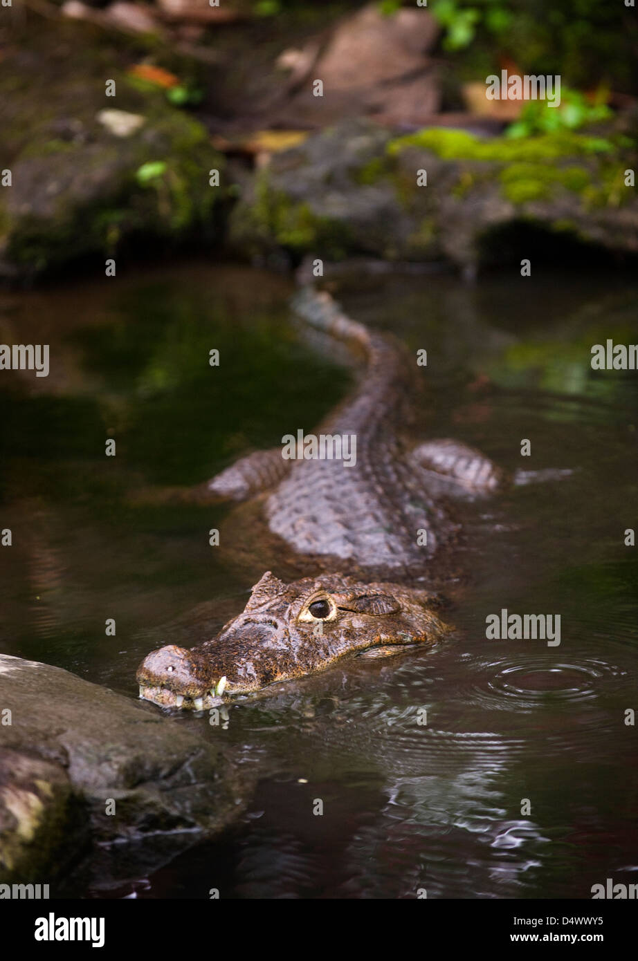 Caimano dagli occhiali (Caiman crocodilus), Costa Rica Foto Stock