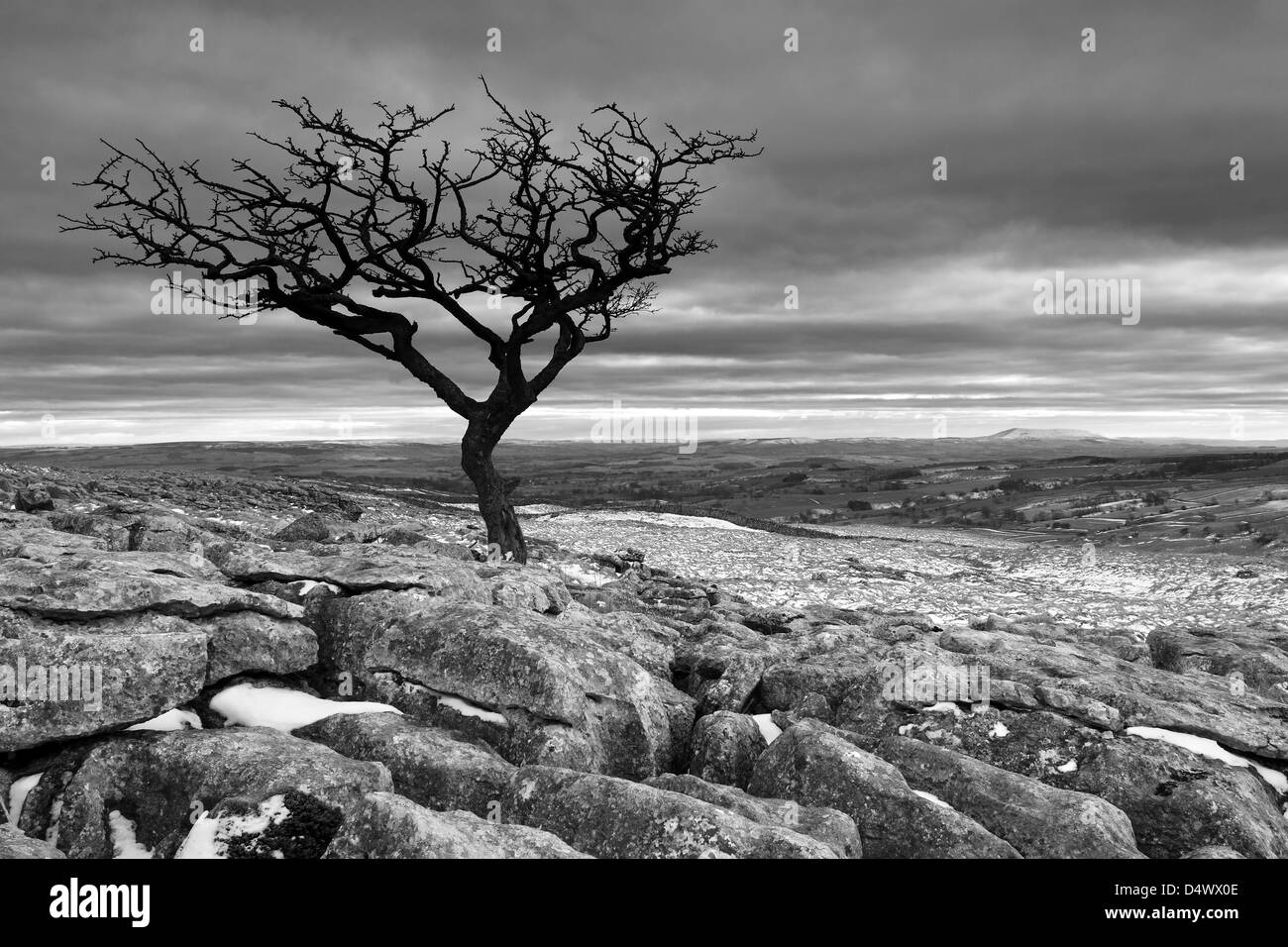 Un lone tree sul marciapiede di calcare su Mori a Malham Lings, sopra Malham Cove nel Yorkshire Dales National Park, Inghilterra Foto Stock