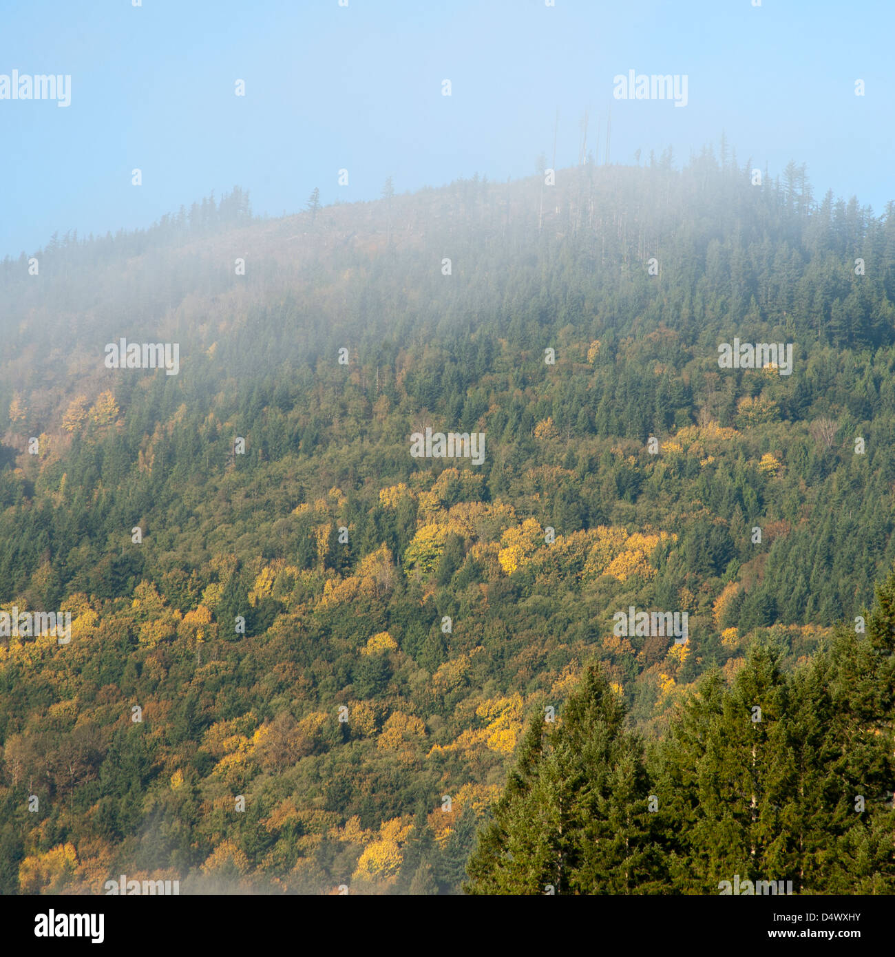 Nebbia mattutina a partire da bruciare per rivelare un paesaggio autunnale in montagna, Cascades, Washington, Stati Uniti d'America Foto Stock