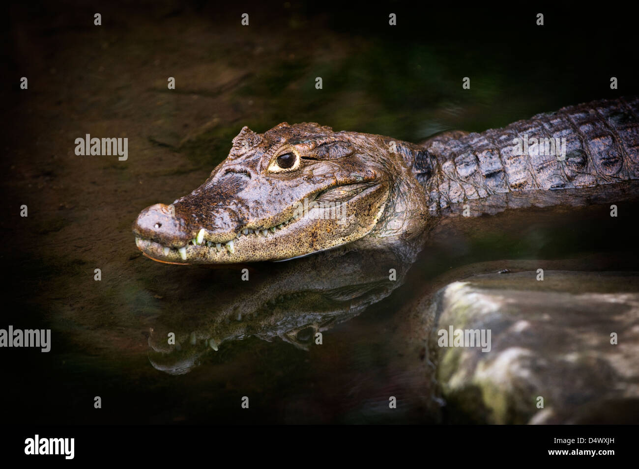 Caimano dagli occhiali (Caiman crocodilus), Costa Rica Foto Stock