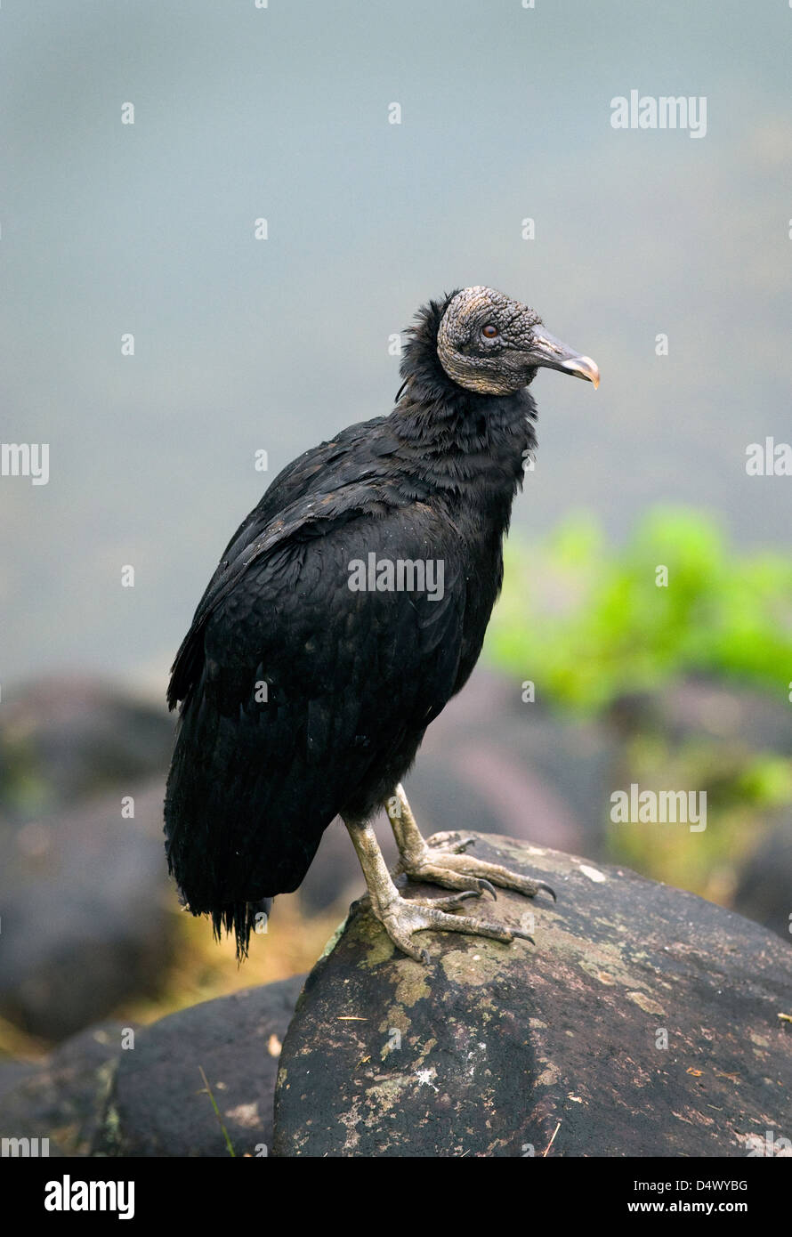 Avvoltoio nero (coragyps atratus) Foto Stock