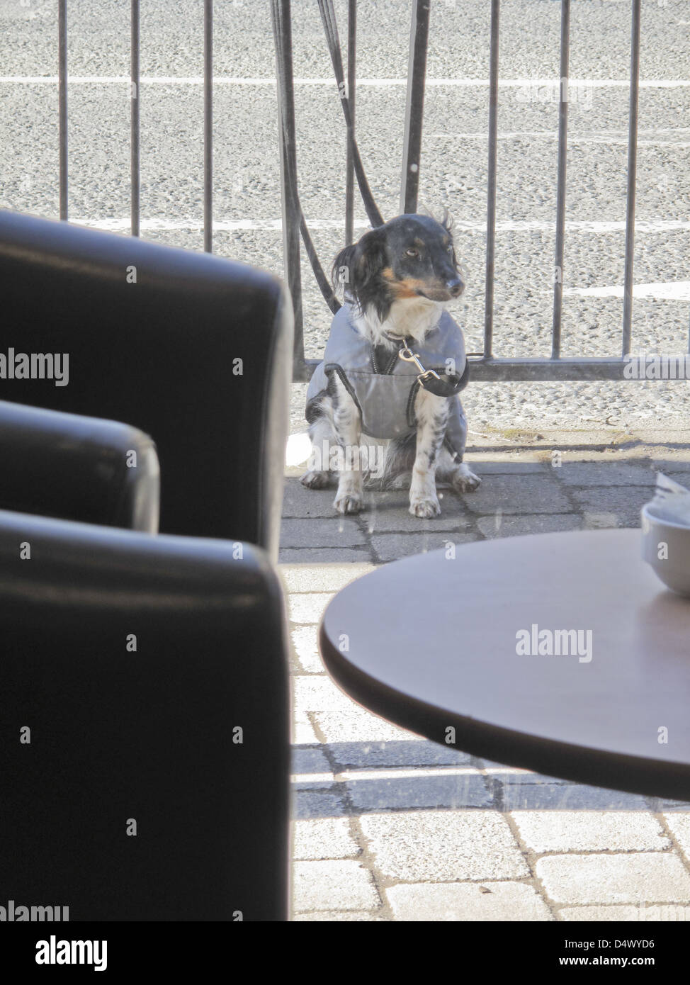 Cane legato al di fuori del café Foto Stock