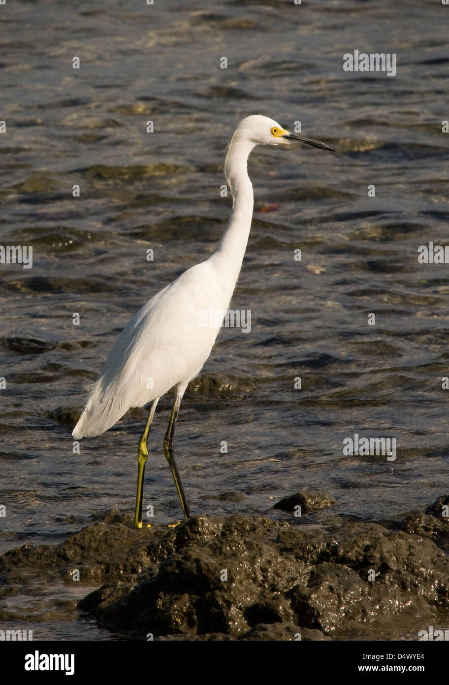 Snowy garzetta (Egretta thuja), Costa Rica Foto Stock