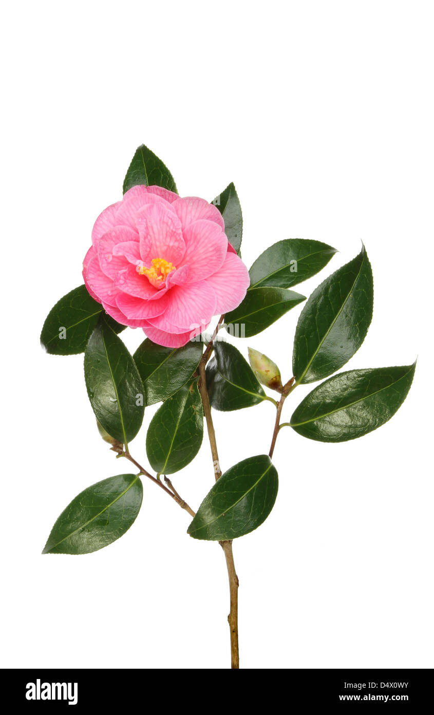 Camellia Williamsii fiore, Bud e fogliame isolata contro bianco Foto Stock