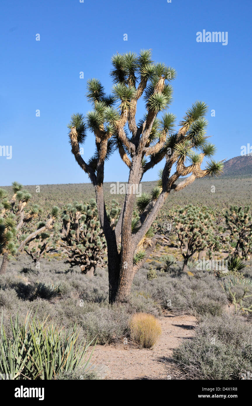 Alberi di Joshua nell'Altopiano del Colorado Foto Stock