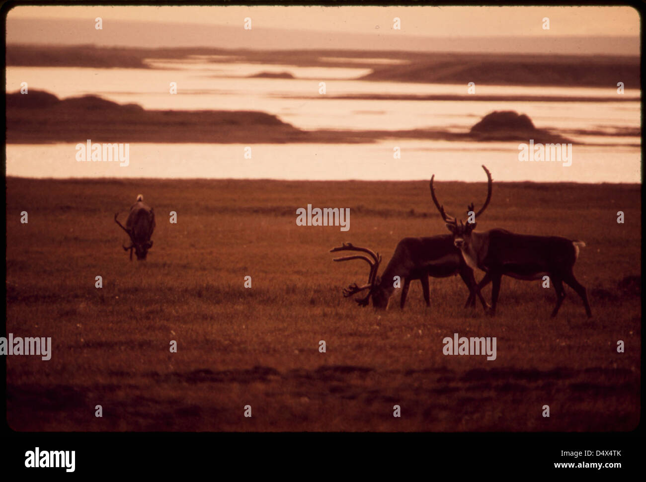 Caribou pascolano vicino al fiume Sagavanirktok, 13 miglia ad est del sito North Slope dove l'Alaska Pipeline avrà inizio... 08/1973 Foto Stock