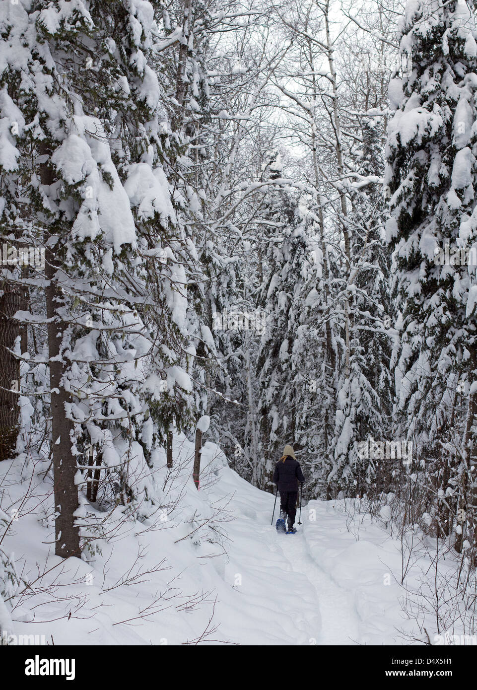 Foresta di fare escursioni con le racchette da neve Foto Stock