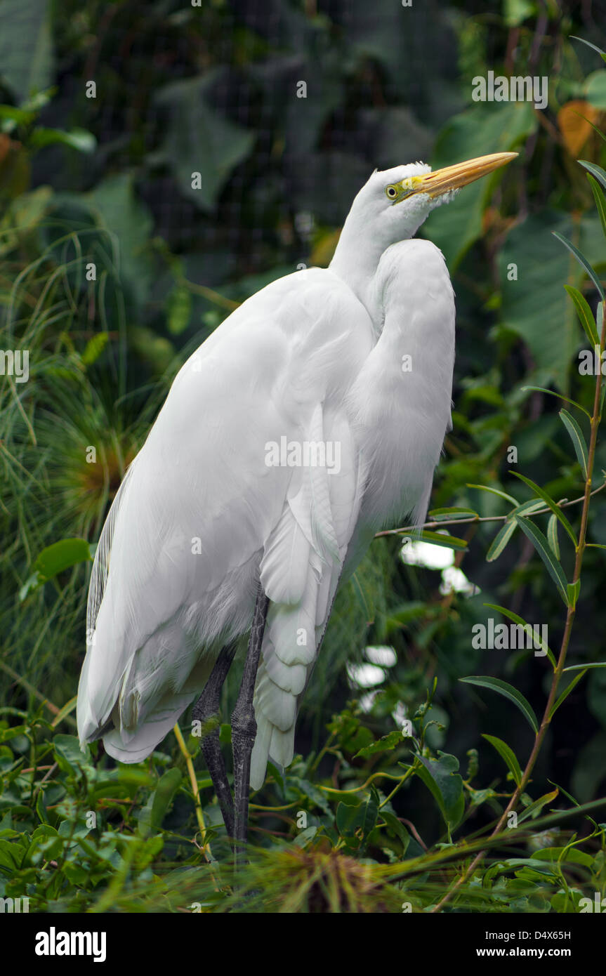 Grande airone bianco, o garzetta, nella palude Foto Stock