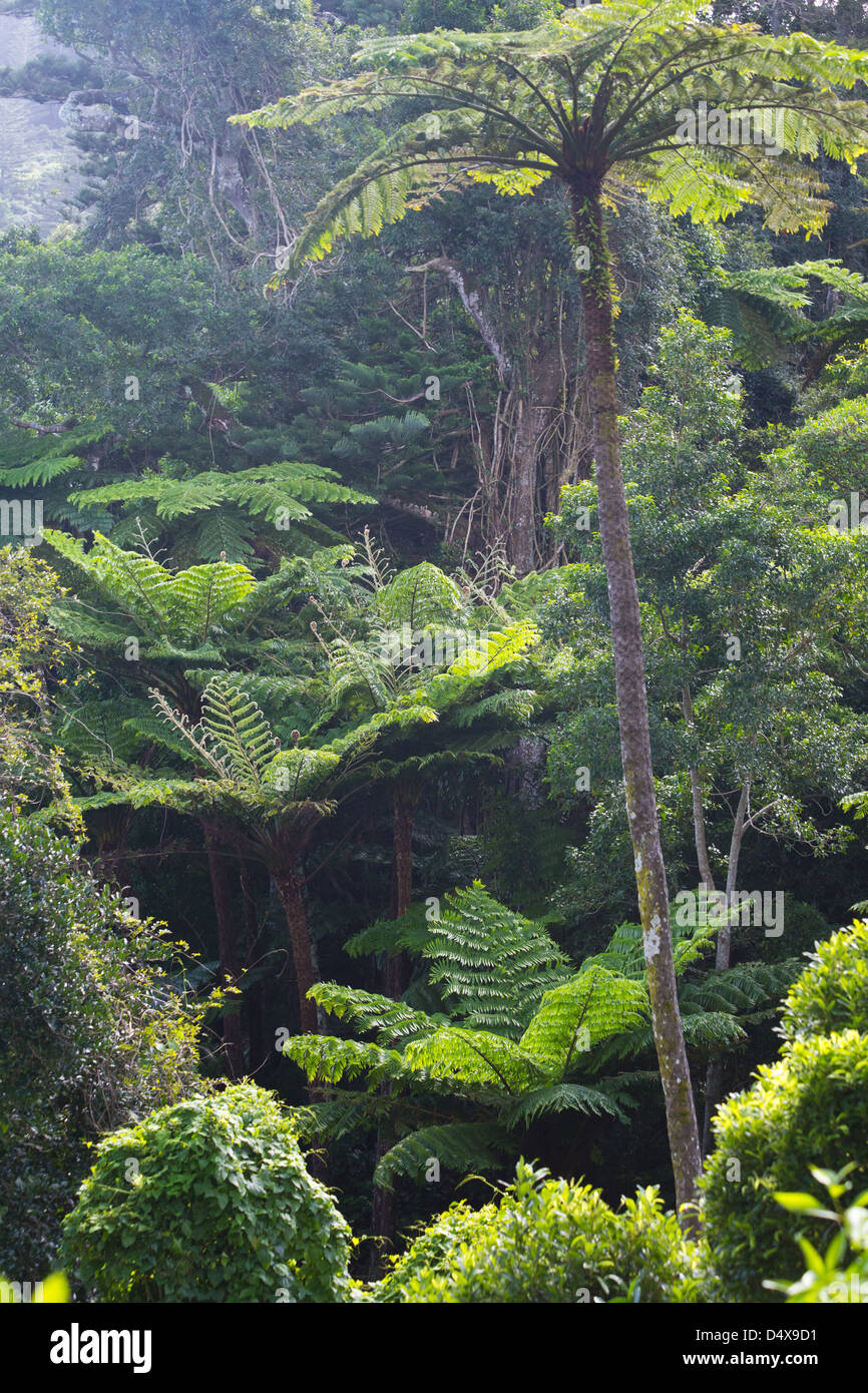 Norfolk alte felci arboree nella foresta pluviale subtropicale, Norfolk Island, in Australia Foto Stock