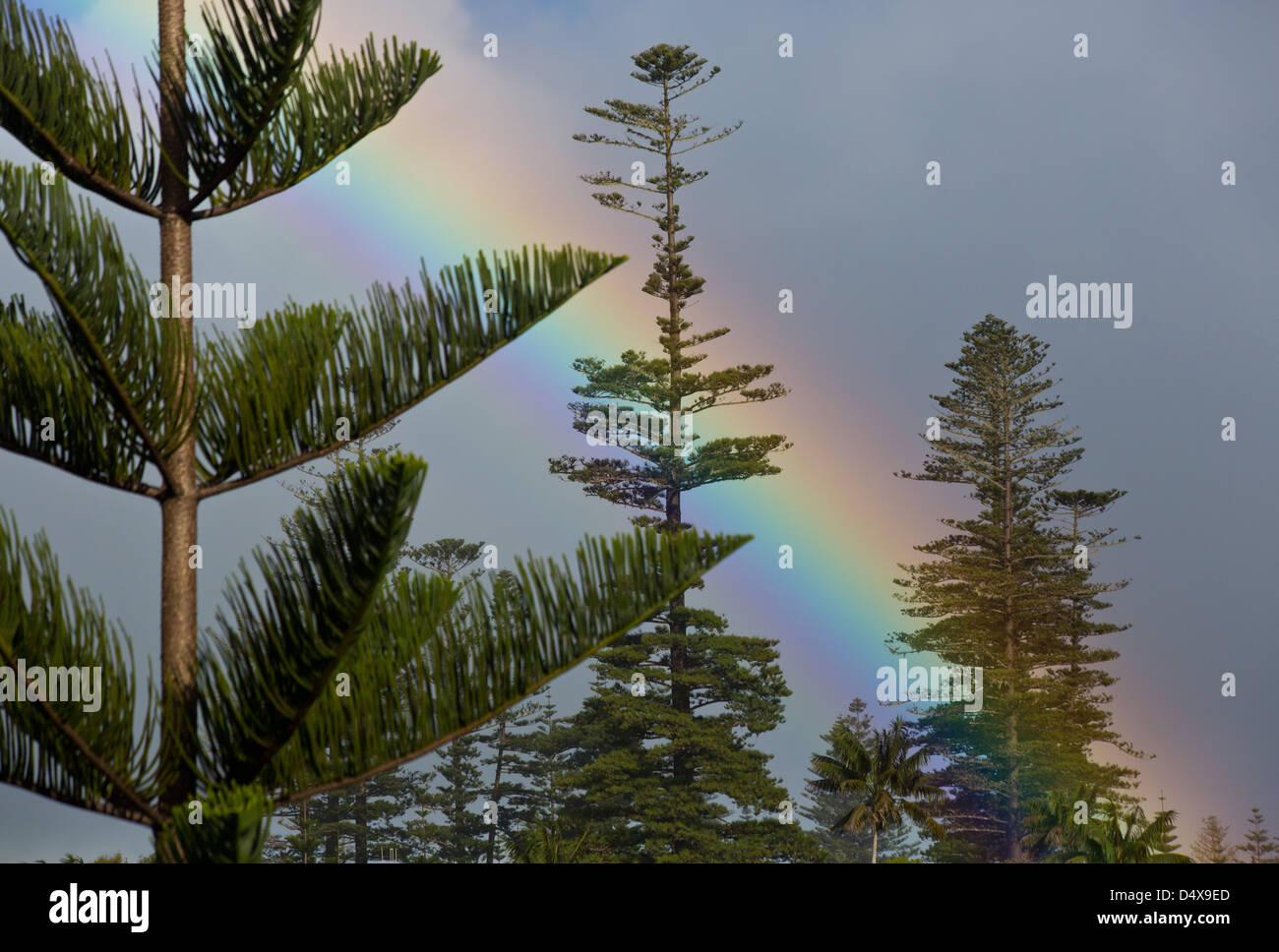 Rainbow e Isola Norfolk Pine Trees, Araucaria heterophylla, Norfolk Island, in Australia Foto Stock