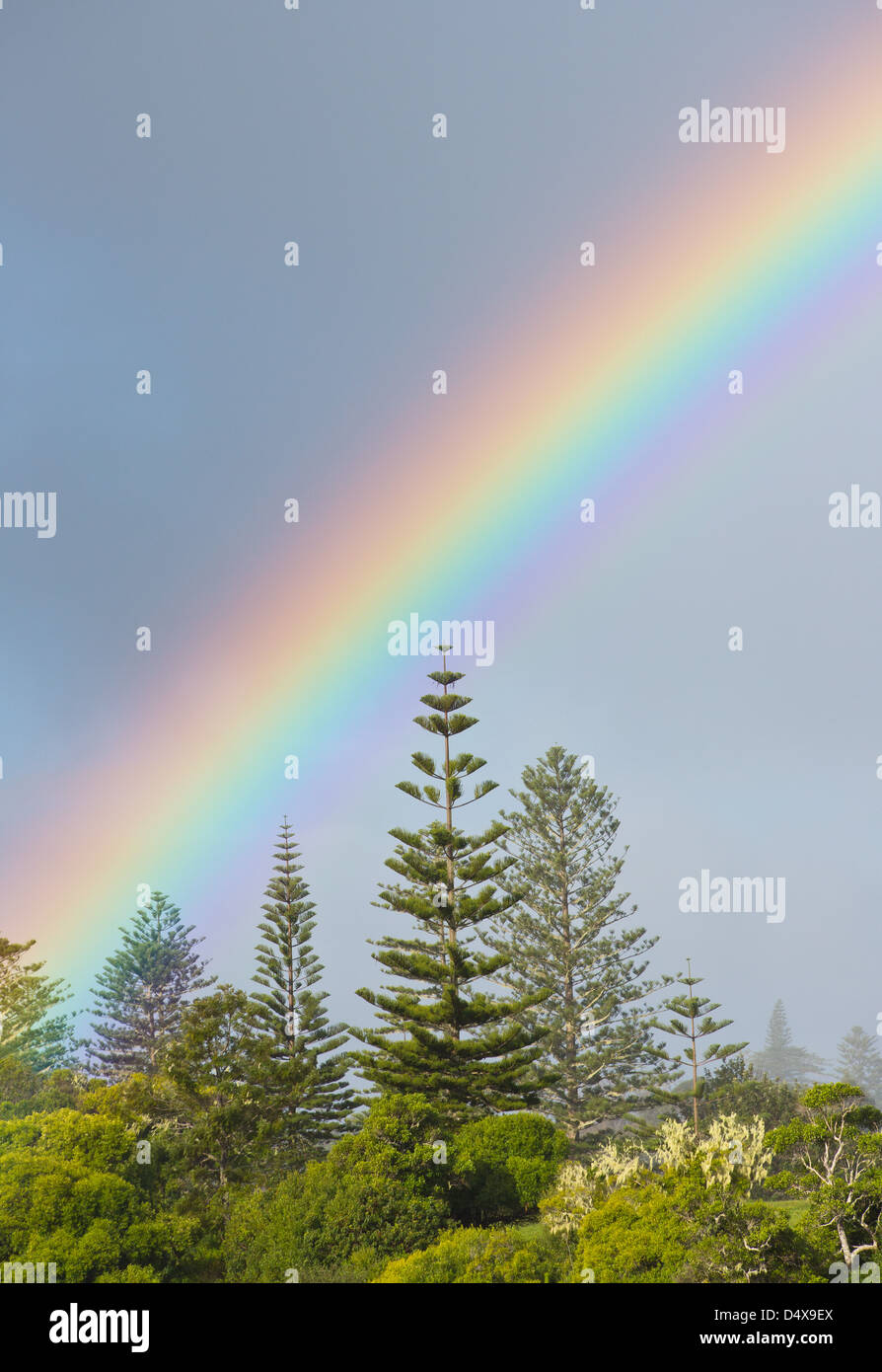 Rainbow e Isola Norfolk Pine Trees, Araucaria heterophylla, Norfolk Island, in Australia Foto Stock