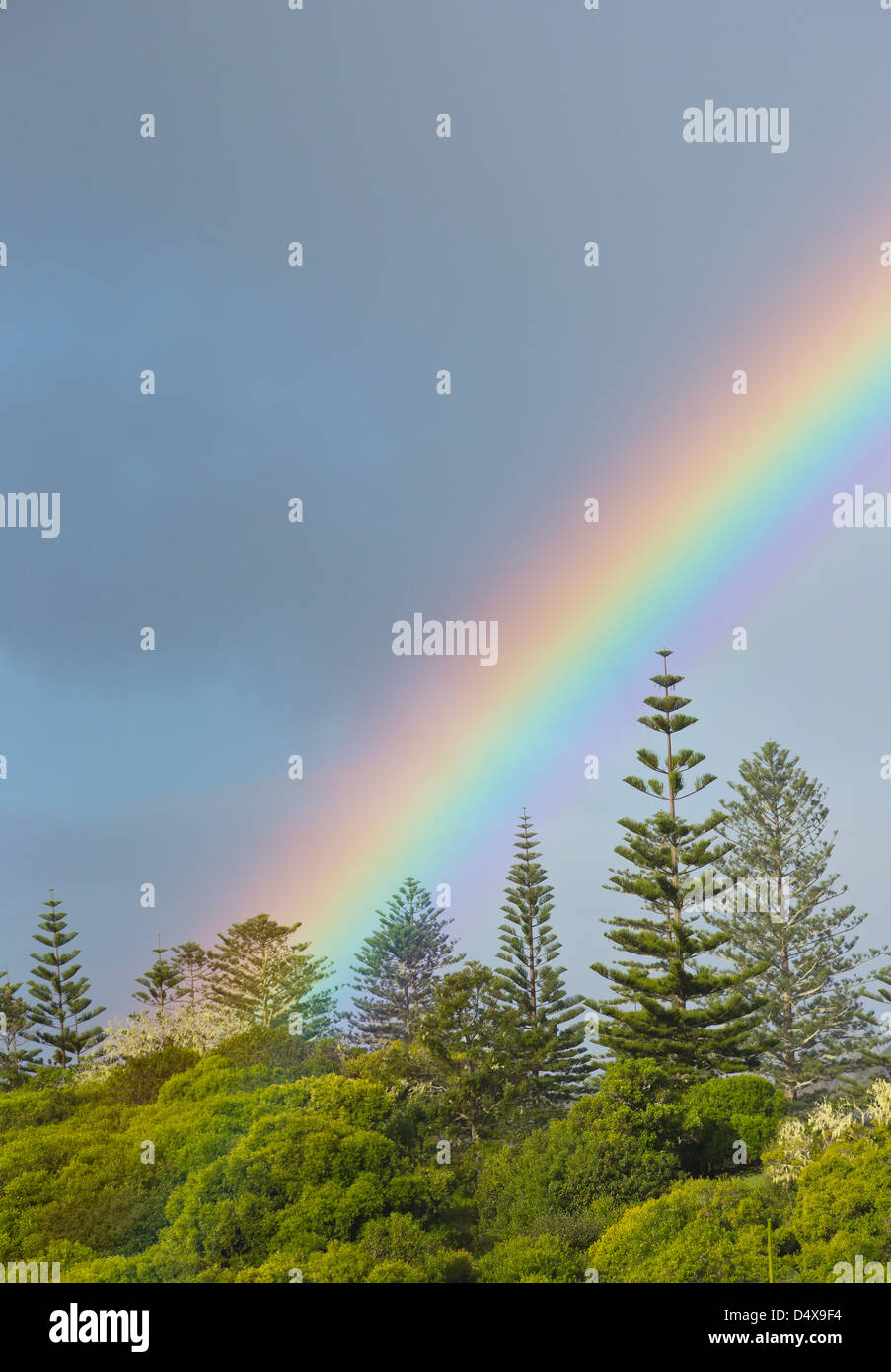 Rainbow e Isola Norfolk Pine Trees, Araucaria heterophylla, Norfolk Island, in Australia Foto Stock