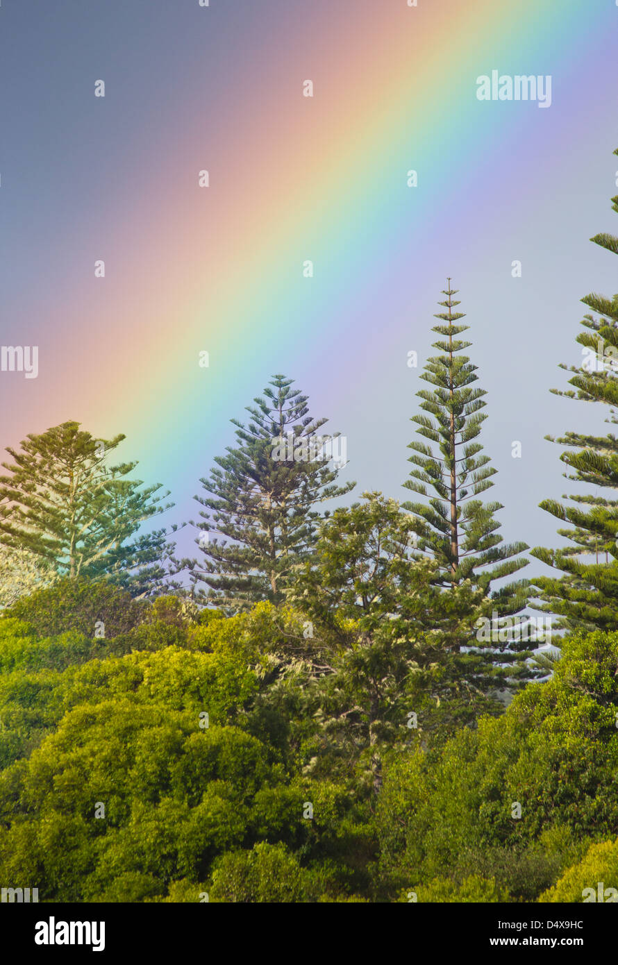 Rainbow e Isola Norfolk Pine Trees, Araucaria heterophylla, Norfolk Island, in Australia Foto Stock