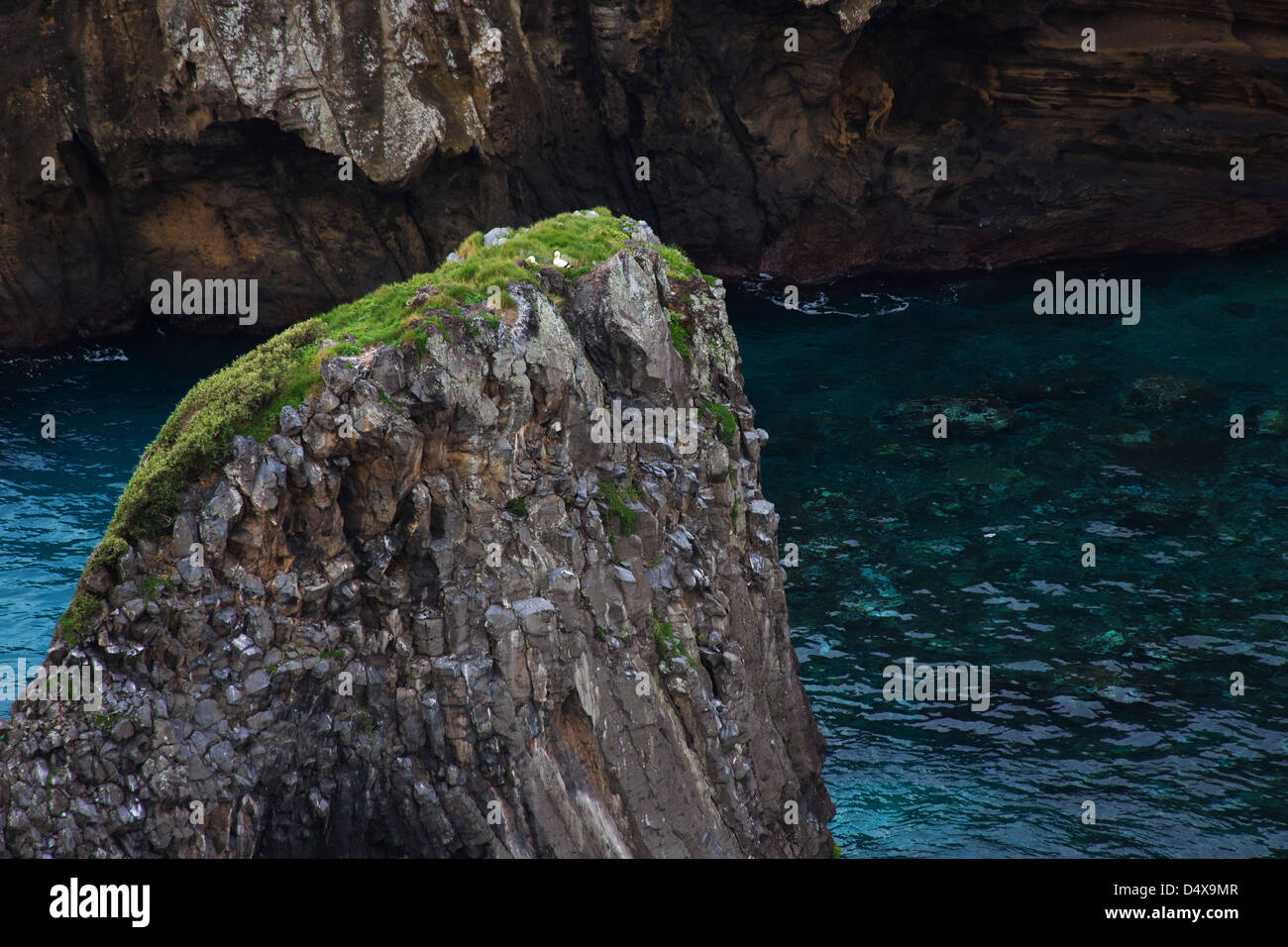 Brown Sule, Sula dactylatra, nesting sulla roccia dell'Elefante, Norfolk Island, in Australia Foto Stock