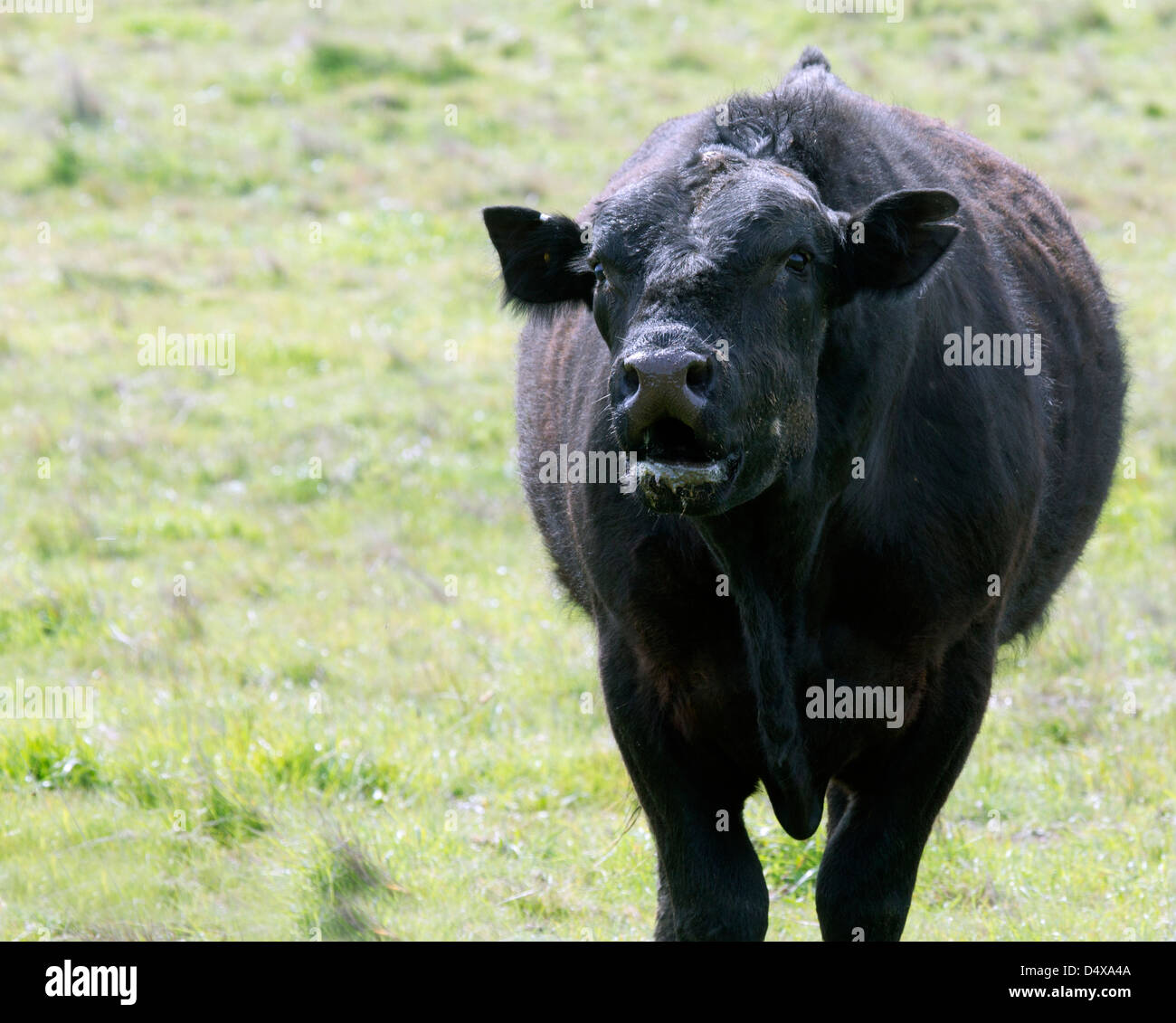 Black Bull Cow Bellowing Foto Stock