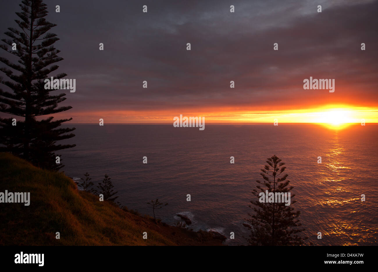 Silhouette di Isola Norfolk Pines, Araucaria heterophylla, al tramonto, Australia Foto Stock