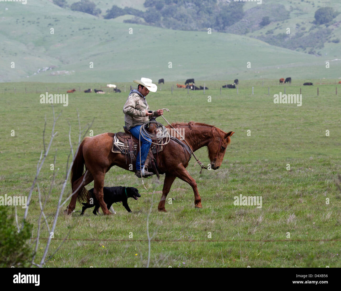 Cowboy a cavallo Texting Foto Stock