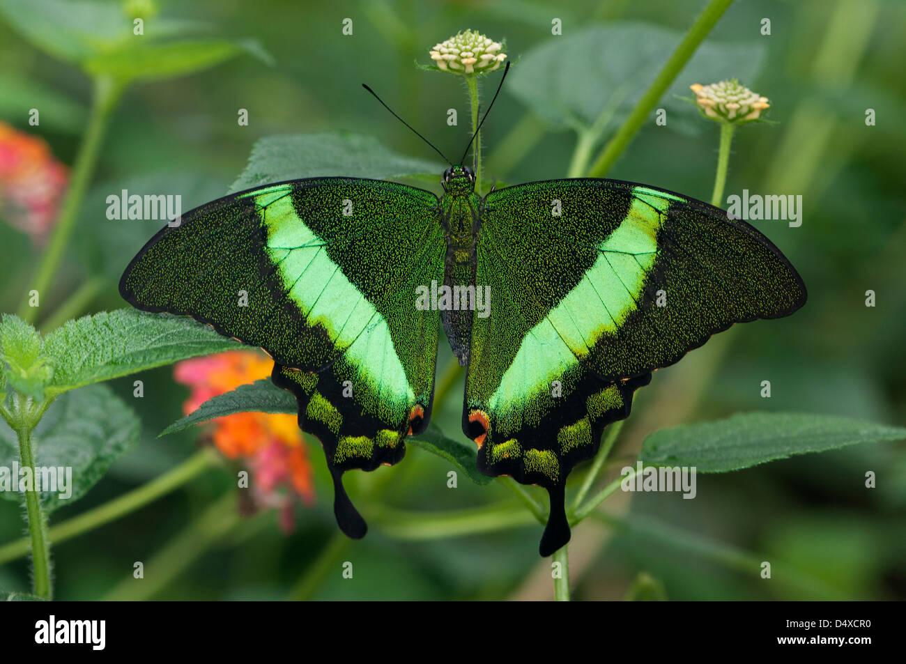 A coda di rondine di smeraldo butterfly (Papilio palinurus) Foto Stock