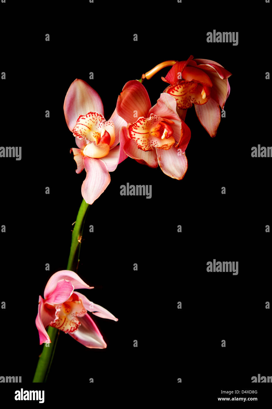 Rosa singola orchid isolate su sfondo nero Foto Stock