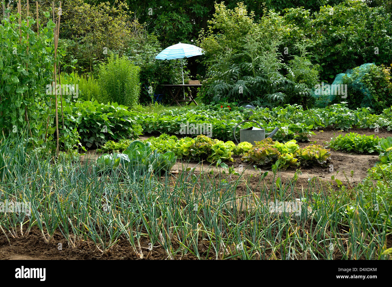 Tradizionale giardino vegetale, di letti misti di scalogni, piselli, lattughe, fagioli nani. Il cardo, siepe di arbusti e frutteto. Foto Stock