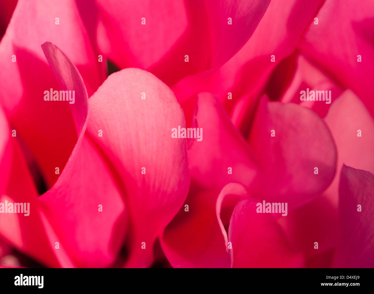 Fiore astratto;petali di rosa;natura;fiore rosa;close-up di fiori rosa Foto Stock