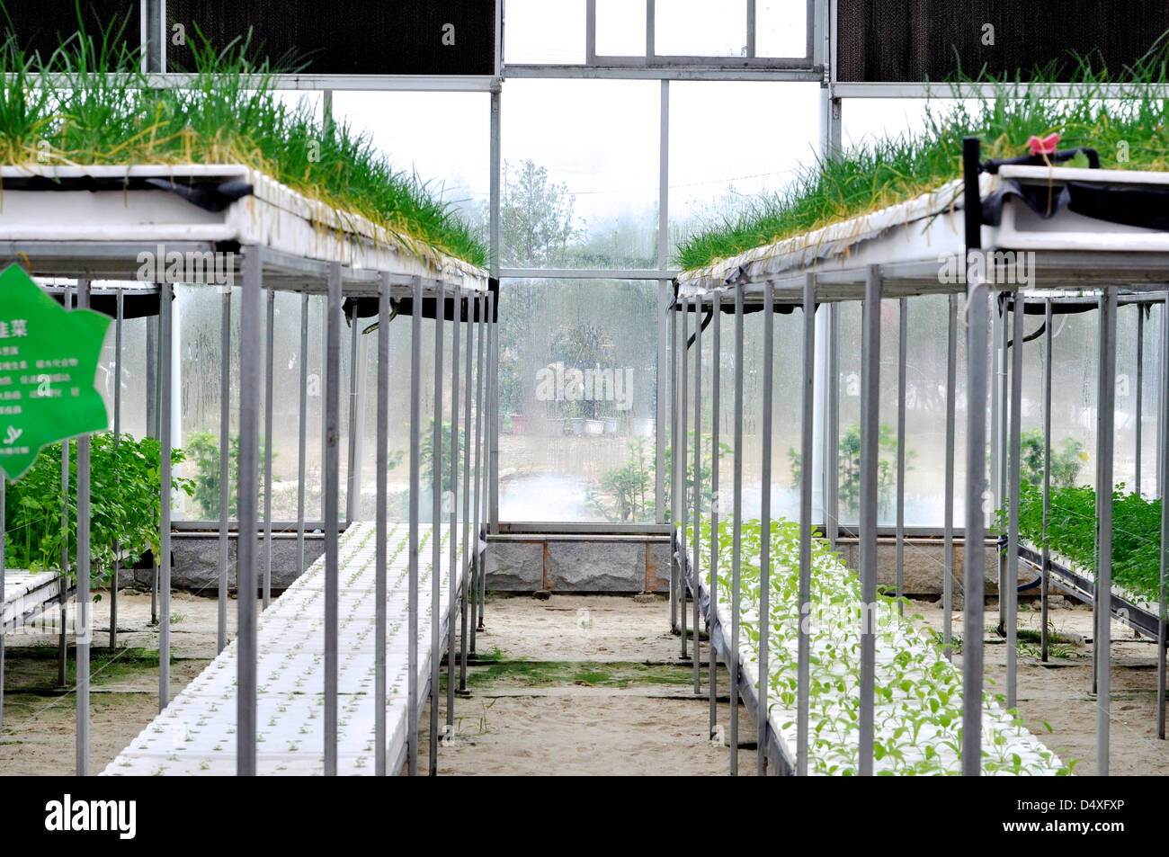 L'agricoltura moderna di origine vegetale green house indoor Foto Stock
