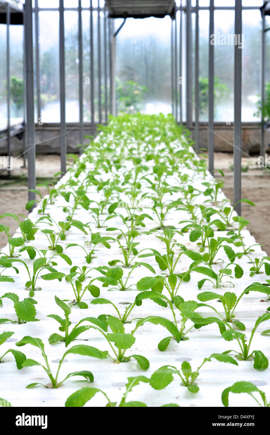 L'agricoltura moderna di origine vegetale green house indoor Foto Stock