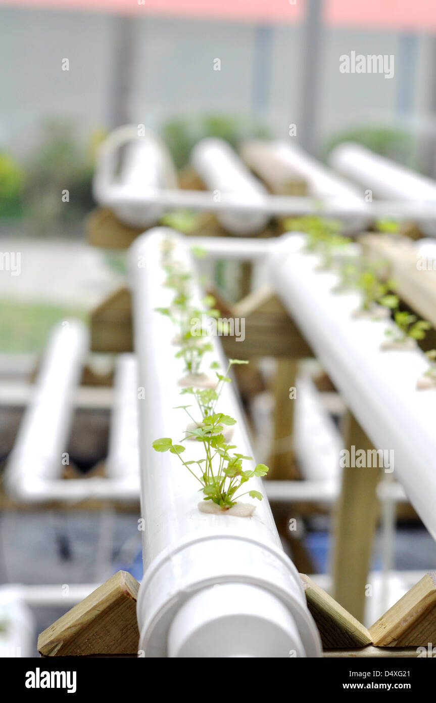 L'agricoltura moderna di origine vegetale green house indoor Foto Stock