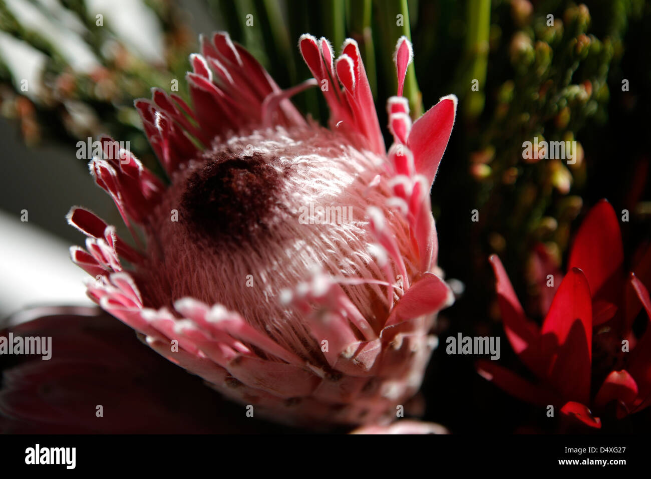 Protea rosa fiore di ghiaccio Foto Stock